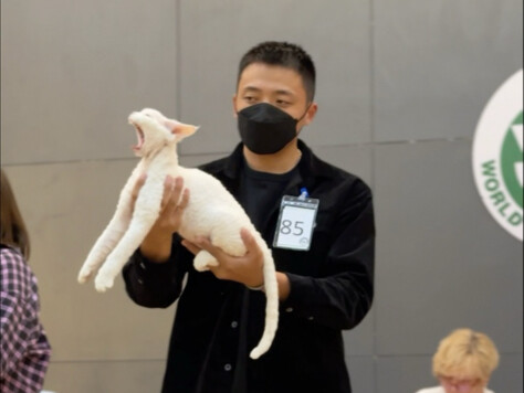 My Kitten Pees and Poops Anywhere When It Gets Tired