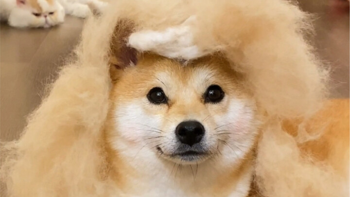 Các bạn nghe tôi lý sự… Chó Shiba thật sự, thật sự không rụng lông!