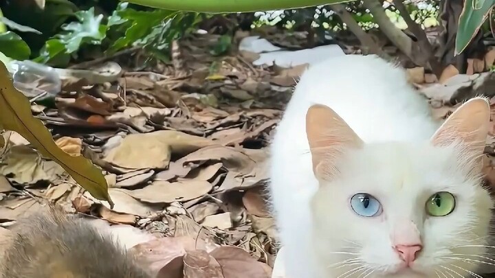 The Amazing Stray Cat Intelligence Network