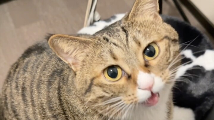 Học mèo con nói chuyện, cô ấy nổi giận rồi