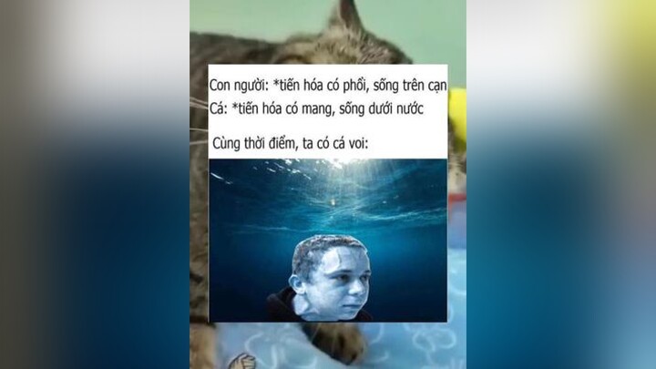 Tội nghiệp cá voi 😂haomeme haomemes memehai memebuoncuoi memehaihuoc memes memegaycuoi