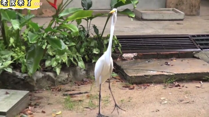 I was walking a mouse around the yard when suddenly a bird flew in and just swallowed it whole!