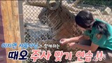 "Seekor harimau dan seorang wanita"kisah Tiger Zoo (Amy Kim)