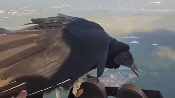 Eagle: This paraglider’s pretty good—can I borrow it to rest my feet?