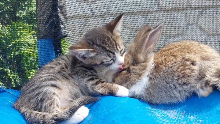 Little kitten petting a rabbit