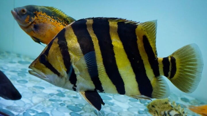UPDATE TANK IKAN DATZ RENOVASI SETELAH 1 BULAN