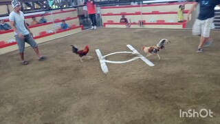 first fight Doomed Rooster