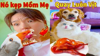 Thú Cưng TV | Gâu Đần và Bà Mẹ #38 | Chó Golden Gâu Đần thông minh vui nhộn | Pets cute smart dog