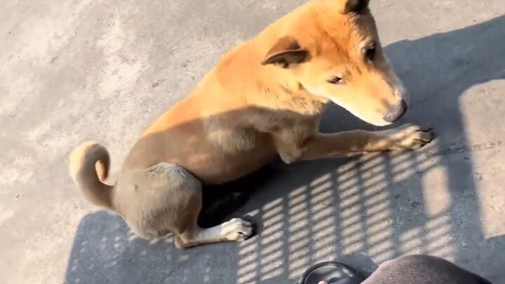 Even the dogs are tired of the first wave of people returning to the village.