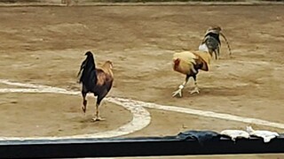 Quality Bulik vs Dalusapi