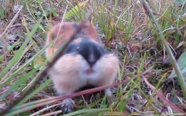 الفأر المهاجم