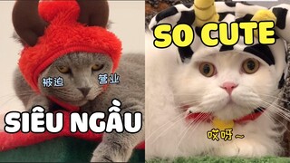 Khi Nhà Có 5 Chiếc Mèo Mỗi Con Mỗi Tính Cách 🤣 | Pets TV