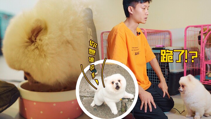 【Transformasi Besar Anjing Bermasalah】Anjing Pomeranian yang Agresif Saat Bertemu Orang Baru; Meneta