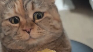 Pizza Bang Dang dan Durian