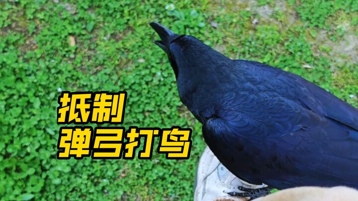 Boycott Using Slingshots to Shoot Birds