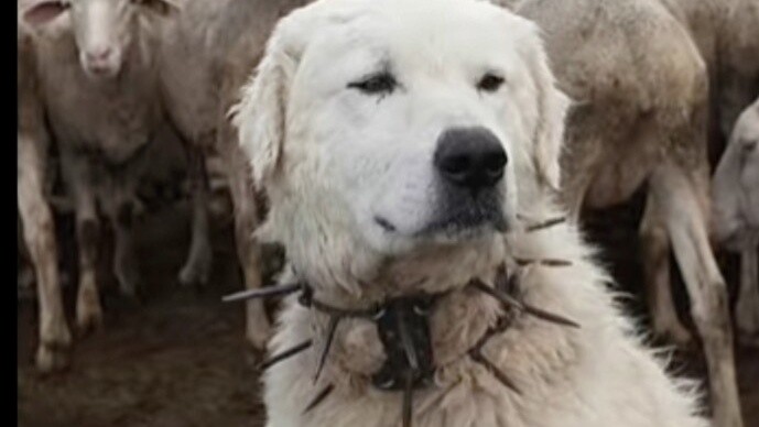 Mengapa serigala tidak menyerang domba yang memiliki anjing gembala?