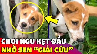 Cạn lời với pha 'CHƠI NGU' của báo thủ bốn chân khiến Sen bất lực 😅 Gâu Đần