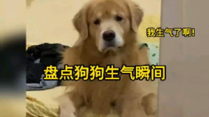 盘点狗子生气瞬间