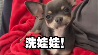 Seseorang pada usia tertentu pasti akan jatuh cinta pada chihuahua.