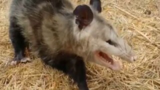 สัตว์เหล่านี้ล้วนเป็นสัตว์ฉลาดใช่ไหม?😂😂