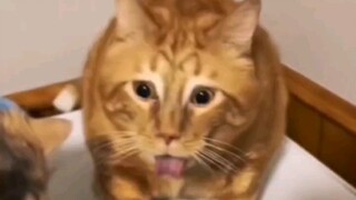 แมว:ปกติคุณกินแต่ของนี้เหรอ?