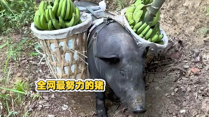 The Smartest Pig on the Internet! To Escape the Butcher’s Claws, It Actually Learned to Help Its Own