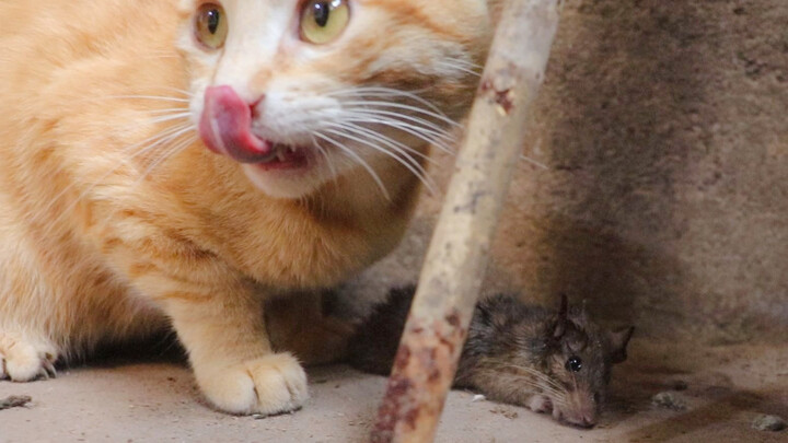 鼠鼠：今天喂饱一只猫，佛祖保佑我好身体