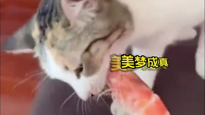 Crush Hunger, Be Yourself Again