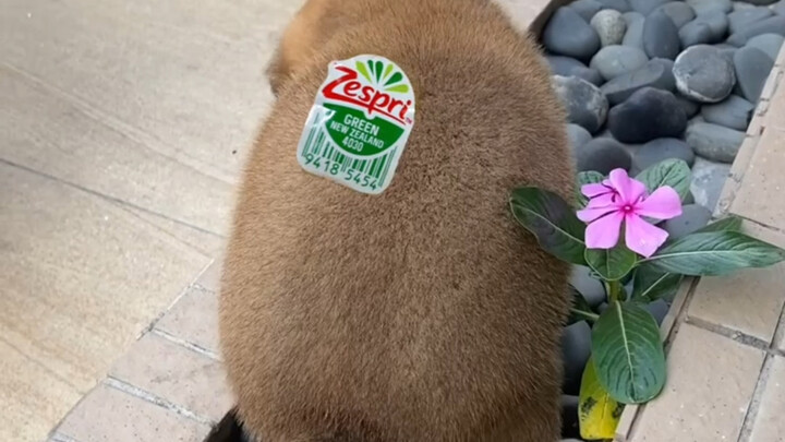 ما أضحكني! الجرو مصاب بالإمساك ويبكي عالياً!