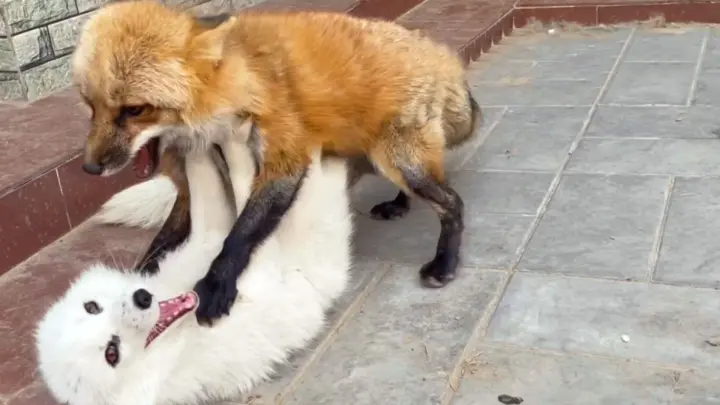 [Animals]Stroking a pet red fox