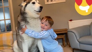 ทุกครั้งที่สุนัขฮัสกี้ของเขาเดินเข้ามาในห้อง ลูกน้อยจะตื่นเต้นมากขนาดนี้เลย! [พยายามอย่าหัวเราะนะ!]