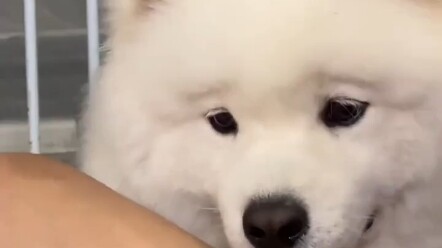 Sao lại bắt nạt Yeye được! Á á á, nó đáng yêu quá! “Chú chó” “thú cưng dễ thương” Samoyed