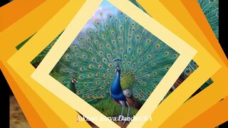 Lukisan Dandan SA tentang Pesona 8 LUKISAN BURUNG MERAK / Peacock Paintings