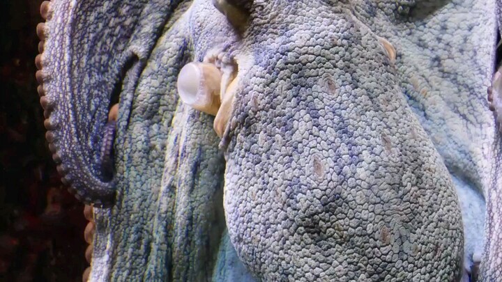 An Octopus Has 3 Hearts… But This Happens When It Swims 🐙