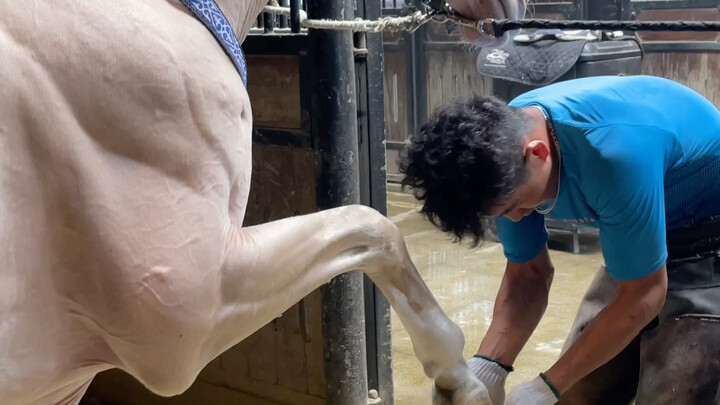 Ký sự đóng móng cho ngựa Hãn Huyết Bạch Mã