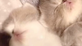 掀开被子……没想到你是这样的小奶猫！