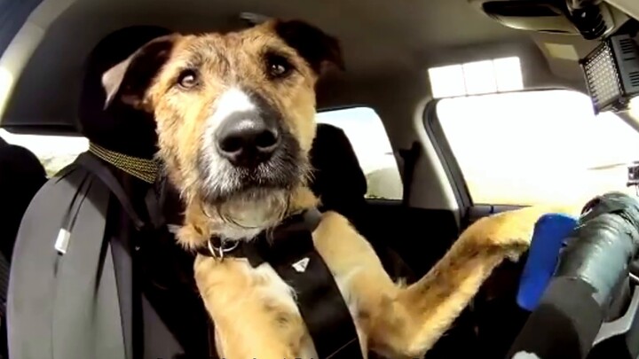 The world's first dog who can drive mastered driving skills in just 8 weeks and got his driver's lic