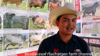 SG Cattle ศูนย์จำหน่ายน้ำเชื้อนำเข้่าทุกสายพันธุ์, วัวตัวเป็น, เอ็มบริโอSG Cattle Service|