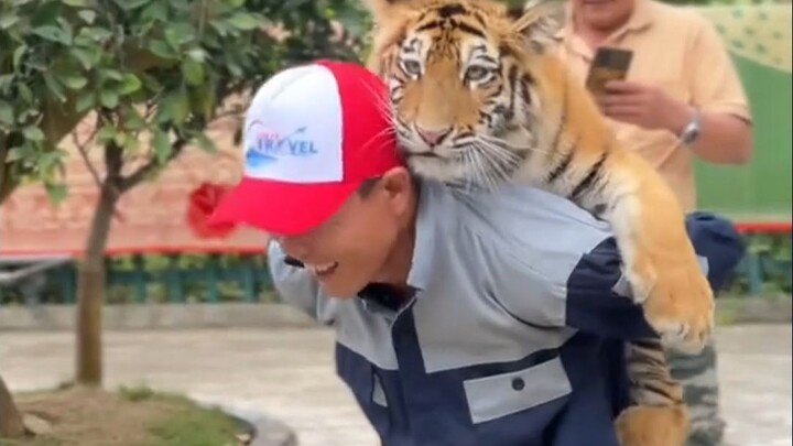 Huzi pulang kerja, dijemput dan diantar dengan mobil khusus penjaga kebun binatang