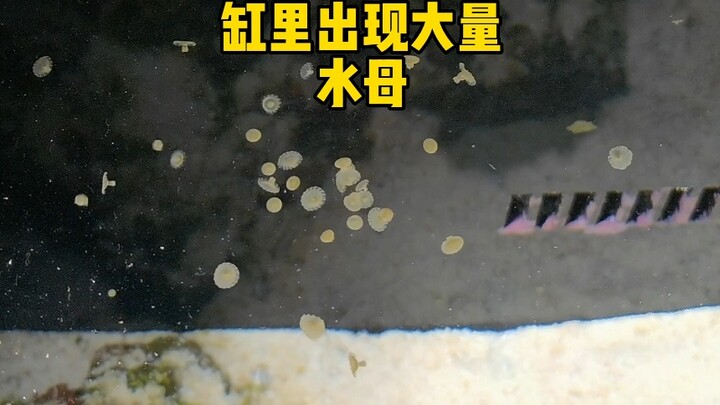 A large number of jellyfish appear in the tank