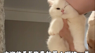 A Day in the Life of a High-Energy 5-Year-Old Kitten