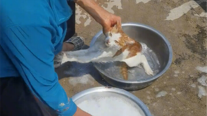 See how cats are bathed in the countryside. ?