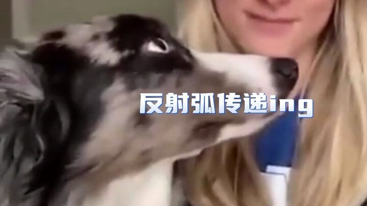 Dogs' reactions after being kissed
