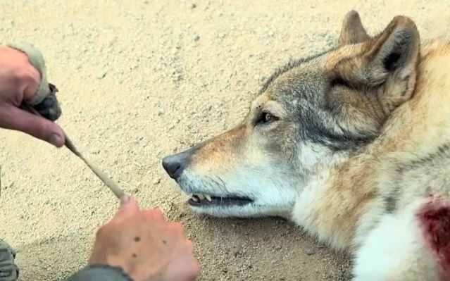 You save me once, I will protect you forever! An epic film about humans and wolves