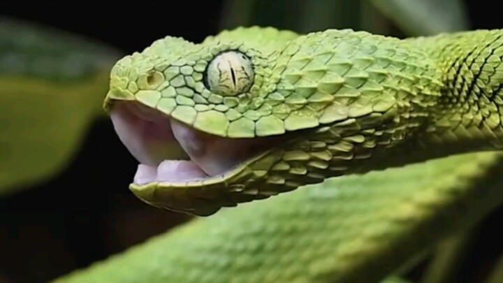 ثعبان الأدغال الغربي: ما تشيل هم، بس أخدت فاهة!