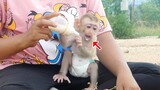 MG! Baby monkey Maki very greedy fully grape in pouch but still request to drink milk till vomiting