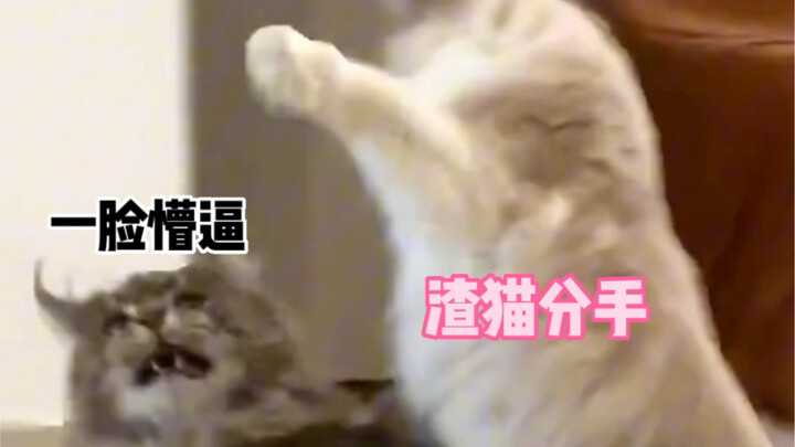 แมวของบ้านฉัน “ตั้งท้อง” สักที～สุดท้ายเสี่ยวฝูโดนดุอย่างหนัก!