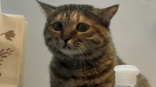 When two more cats suddenly appeared around the shy cat my boyfriend was raising, it wore an express