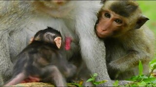 Baby Monkey Janet​ Jealous Her Brother Newborn Janna So Lovely Much, Janna Come Back To Jane
