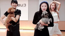 (G)I-DLE 220605 "TOMBOY" by Four Dogs and One Wolf, one encore(?)